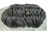 Bargain, Austerops Trilobite - Ofaten, Morocco #287565-2